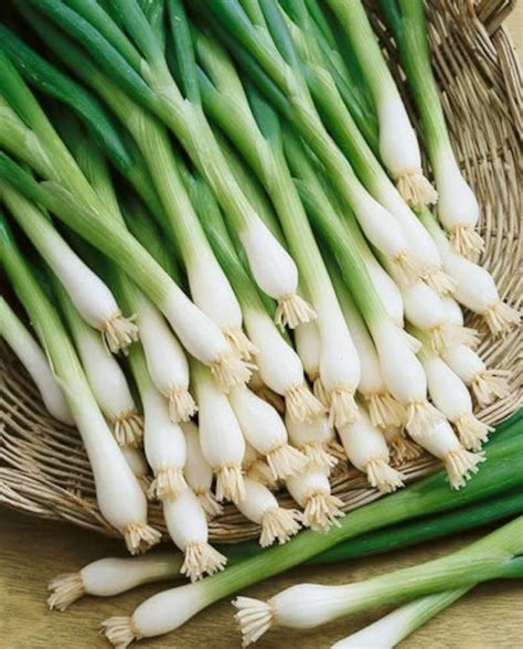 Tokyo Long White Bunching Heirloom Onion Seeds Etsy