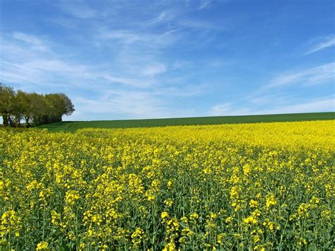 Mustard Plant
