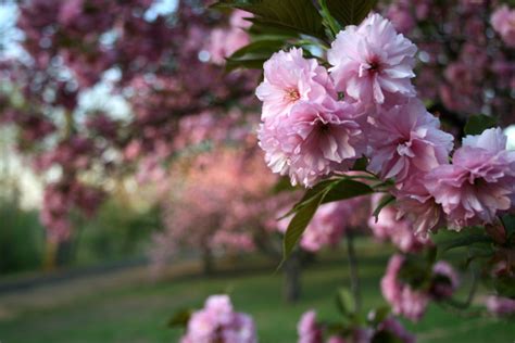 Cherry Blossom Festival New Jersey Aggie Marianna