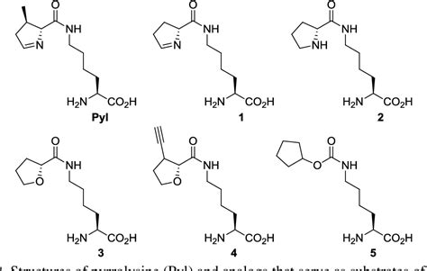 Synthesis Of Unnatural Amino Acids For Protein Labeling And Activation