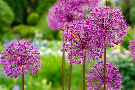 Cr Ez Un Jardin Original Et Color Avec Ces Plantes Vivaces Fleurs