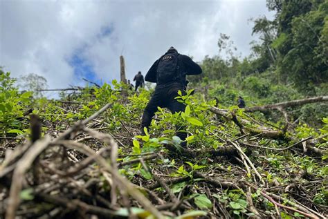 Efectivos Antidrogas Aseguran Extensa Plantaci N De Arbustos De Coca En