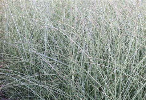 Prachtriet Miscanthus Sinensis Morning Light Planten Online Kopen