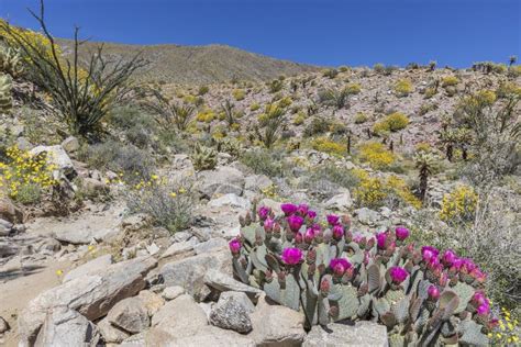 Wildflowers Blooming in Anza-Borrego Desert State Park - California ...