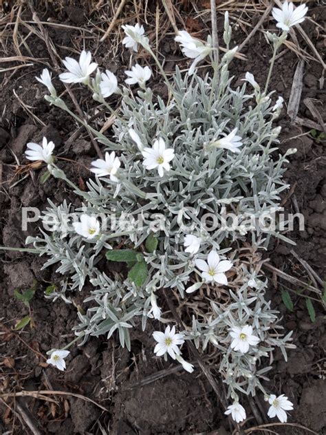 Cerastium Tomentosum Lana Caprelor Pepiniera Cobadin Constanta