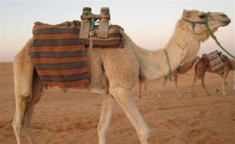 Camel Saddle Definition World History