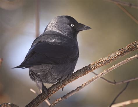 Nordic Jackdaw Nordic Jackdaw Coloeus Monedula Monedula Flickr