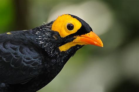 090219 Yellow Faced Myna Mino Dumontii Lesson 1827 Ju Flickr