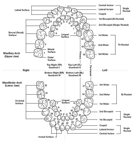 Understanding The Universal Tooth Numbering System Arkansas Detailed