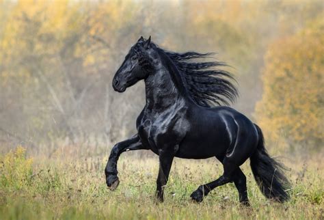 Raças De Cavalos Guia Sobre Raças De Cavalos No Brasil