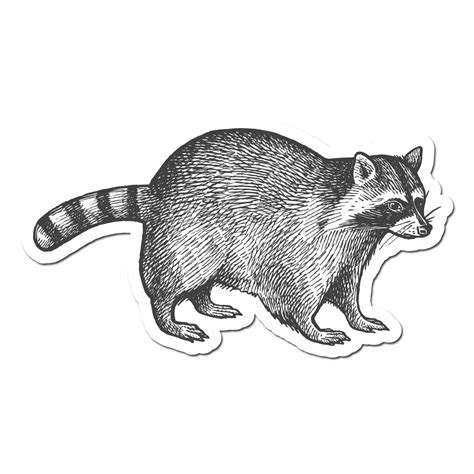 Raccoon Line Drawing At Explore Collection Of