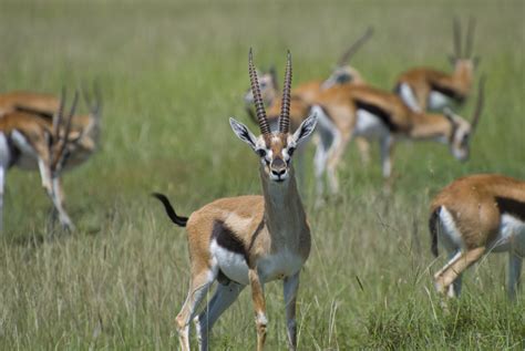 Gazelle - Mammal & Insect Reports by 2A