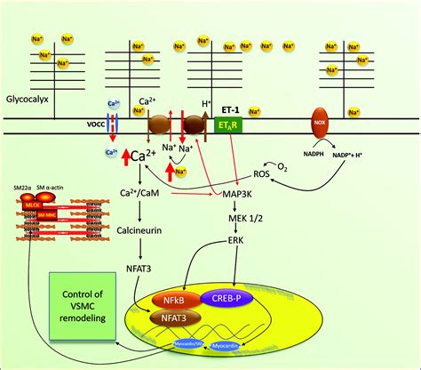 Vascular Smooth Muscle Remodeling In Health And Disease