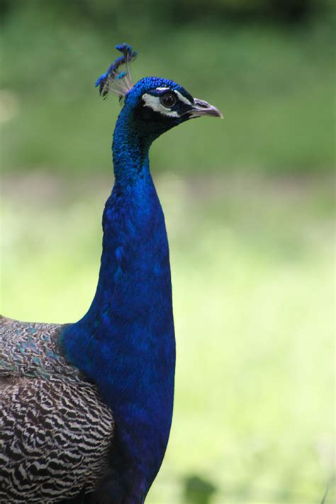 Peacock Cute Birds Peacock Birds