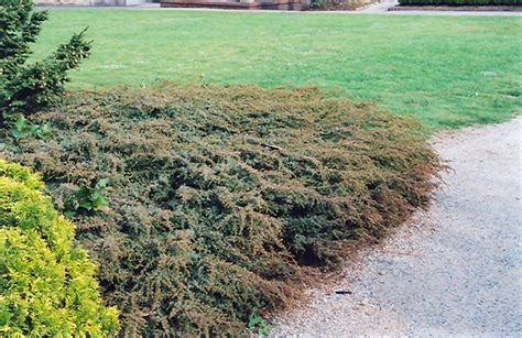 Effusa Juniper Juniperus Communis Effusa In Strathmore Calgary