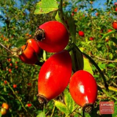 Роза душистая (Rosa odorata) — описание, выращивание, фото | на LePlants.ru