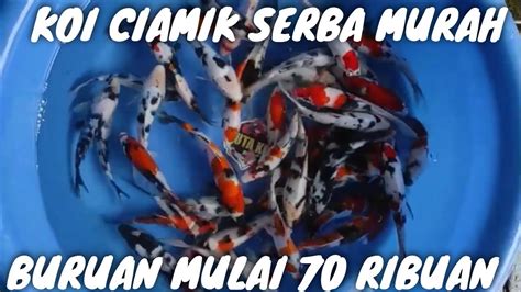 Mantul Review Harga Koi Serba Murah Buruan Mulai Ribuan Youtube