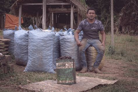 Mercado internacional pode impulsionar produção de castanha do pará