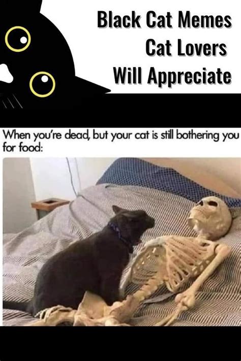 Hilarious Black Cat Memes Even Non Cat Lovers Will Appreciate Black Cat Memes Cat Memes