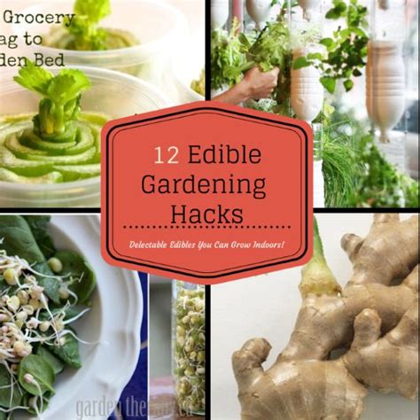 12 Edible Gardening Hacks Delectable Edibles You Can Grow Indoors Garden Therapy Hydroponic