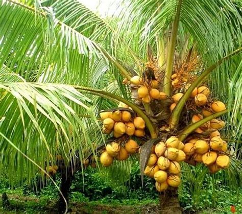 Lushgreen Dwarf Coconut Yellow Malayan Live Plant Kerala Coconut Tree