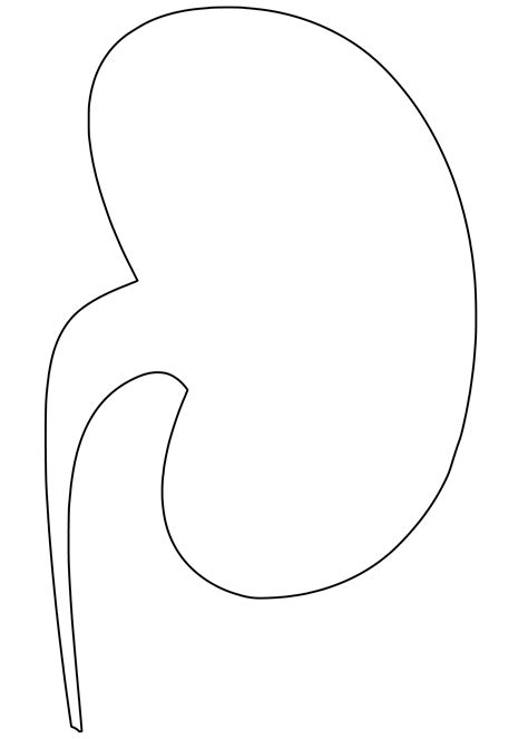 Shape Of Kidney Free Printable Papercraft Templates