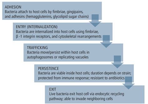 The Impact of Porphyromonas Gingivalis on Systemic Health - Decisions ... 