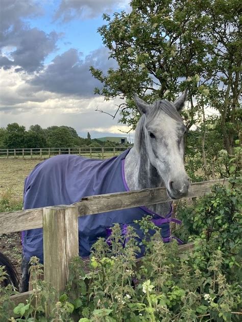 Пин на доске Horse Day Фотографии лошадей Лошадиные породы Выездка