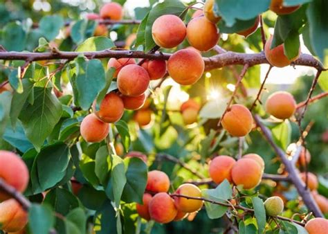 Apricot Tree Diseases 🍑 🦠 Recognizing Signs And Finding Remedies