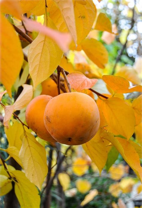 Diospyros Kaki Rojo Brillante Japanese Persimmon Kaki Flora Toskana