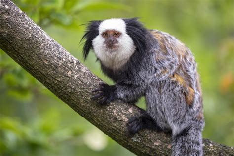 Sagui características alimentação preço cuidados e mais Guia Animal