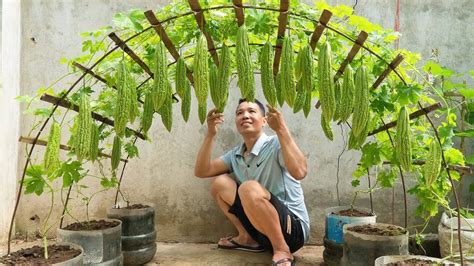 How To Grow Bitter Melon Easily For Families Without Gardens Using