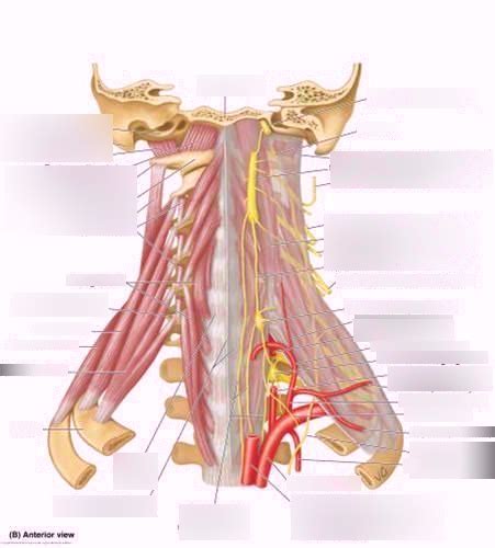 Root Of The Neck And Prevertebral Region Diagram Quizlet