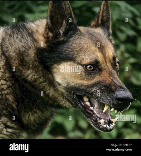 German Shepherd bares teeth Stock Photo - Alamy