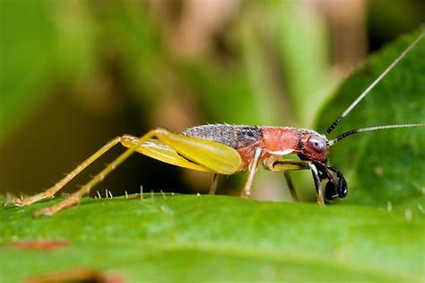 Red Headed Bush Cricket Nymph Phyllopalpus Pulchellus Bugguidenet