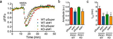 PICK1PACSIN1 Interaction Regulates AMPAR Recycling Following NMDA