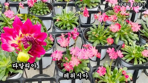 남사화훼단지 예삐플라워아울렛 공기정화식물 가격과이름알아보기 다알리아 레위시아 사랑초 베고니아등 Youtube