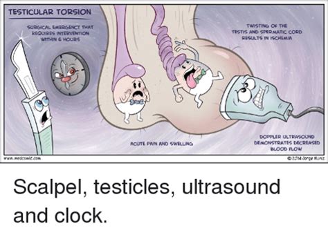 Cremasteric Reflex