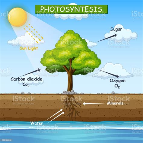 Diagram Yang Menunjukkan Proses Fotosintesis Dalam Ilustrasi Pohon