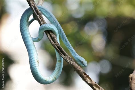 Trimeresurus Insularis Indonesian Pit Viper Lesser Sunda Islands Pit