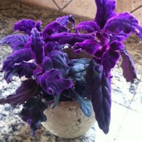 Purple Passion Plants Rare Houseplants Gynura Aurantiaca Purple Velvet Plants Houseplant Purple