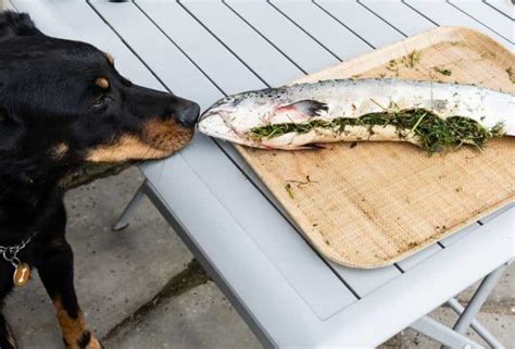 Can Dogs Eat Cooked Salmon Dogs N Stuff