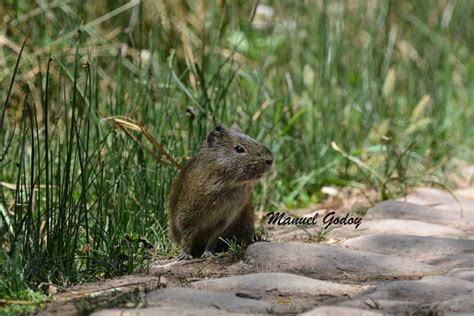 Cuis Serrano Cavia Tschudii Ecoregistros