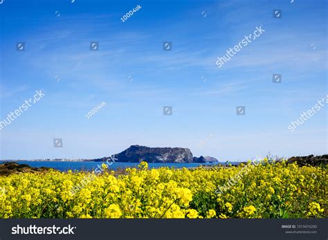 1,130 Rape flower jeju island Stock Photos, Images & Photography | Shutterstock