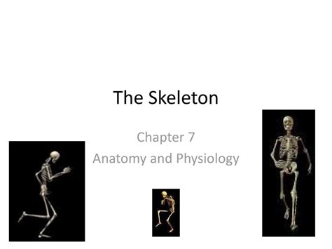 Chapter 7 Anatomy And Physiology Ppt Download