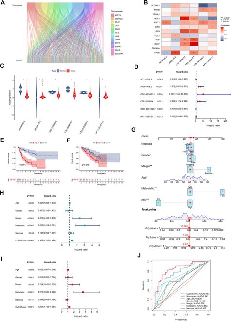 Frontiers Cuproptosis Associated Lncrnas Discern Prognosis And Immune