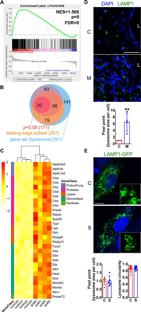 Defective Autophagy Triggered By Arterial Cyclic Stretch Promotes