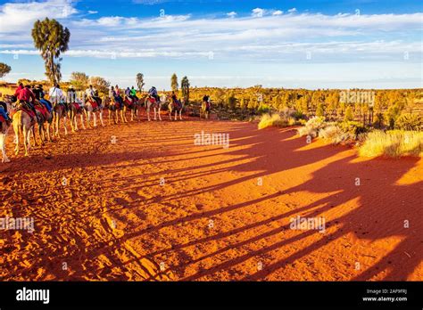 Uluru Northern Territory Australia 20 Sep 19 Camel Sunset Tour