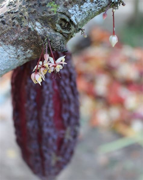 Cacau Como A Fruta Mais Amada Do Mundo Transformada Em Chocolate