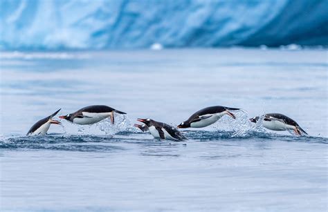 Adelie Penguin Population Off East Antarctic Coast In Rapid Decline CGTN